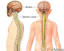 spinal-cord